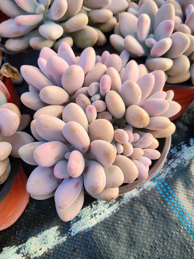 Xanh mát trong nhà sen đá sỏi hồng trong nhà