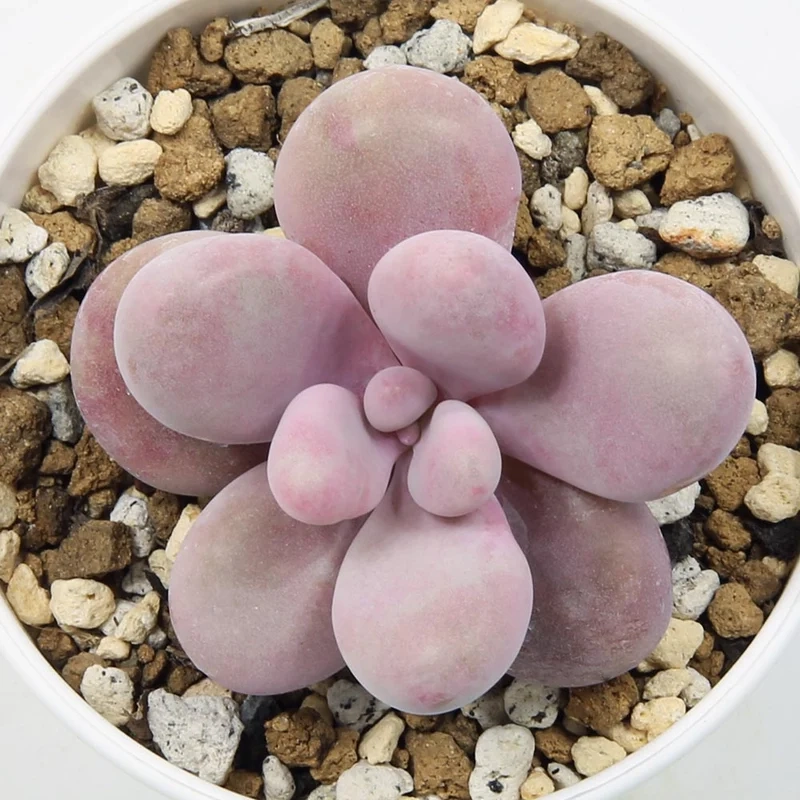 Góc nghệ thuật sinh động sen đá sỏi hồng ảnh đẹp