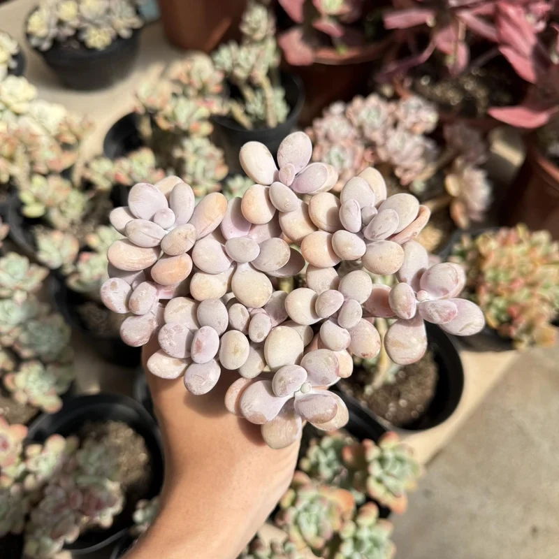 Thực tế sống động sen đá sỏi hồng ảnh thực tế