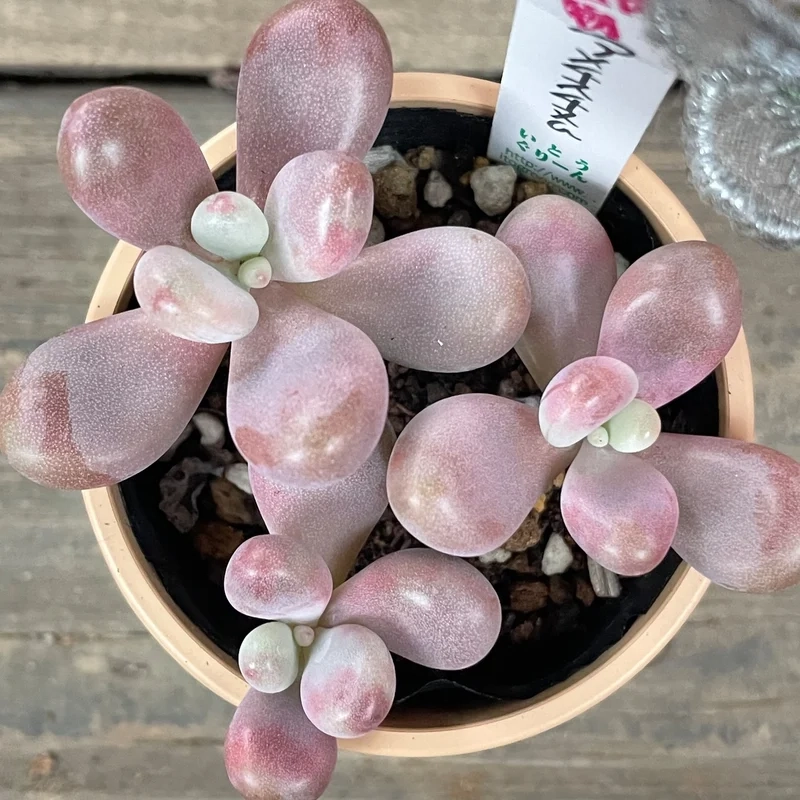 Nghệ thuật thiên nhiên sen đá sỏi hồng ảnh nghệ thuật