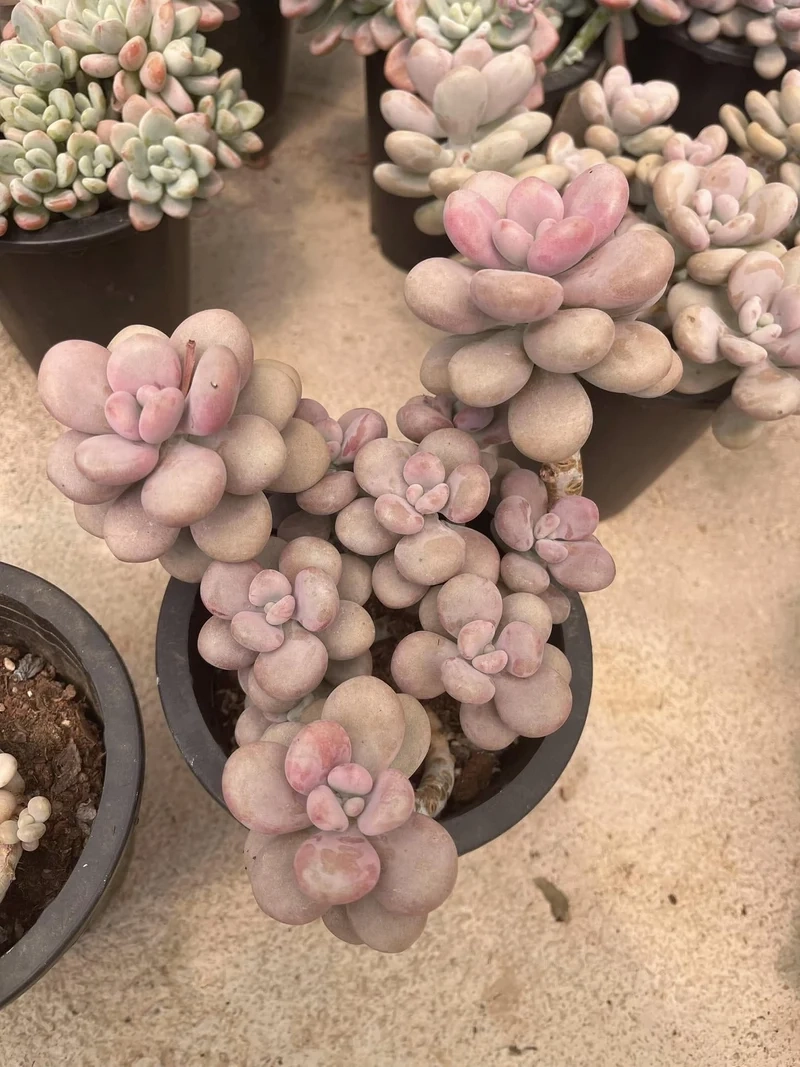 Chất lượng hình ảnh cao sen đá sỏi hồng ảnh full hd