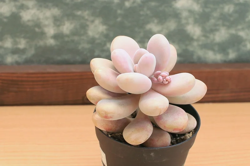 Bố cục tinh tế sen đá sỏi hồng bố cục đẹp