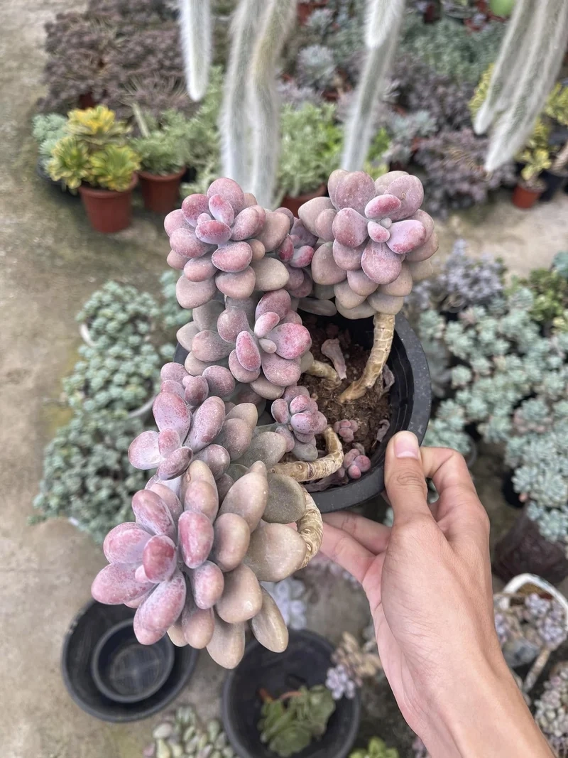 Trang trí sống động sen đá sỏi hồng ảnh trang trí