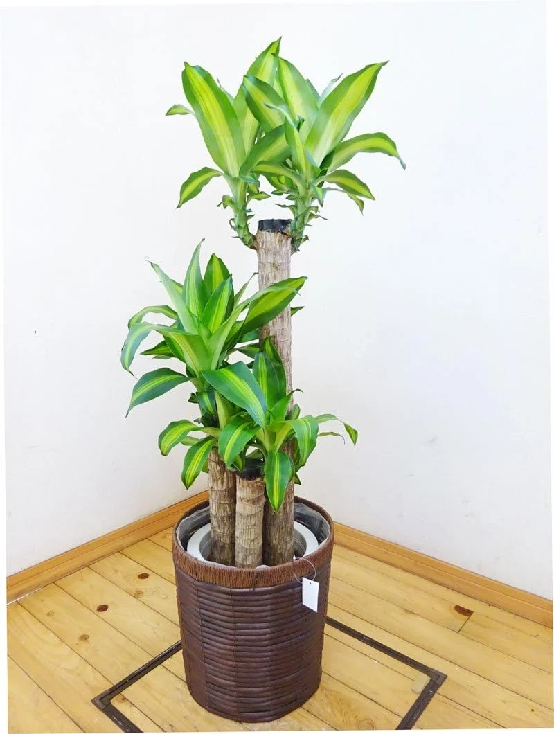 Góc xanh mát thiết mộc lan ảnh cây cảnh cuốn hút