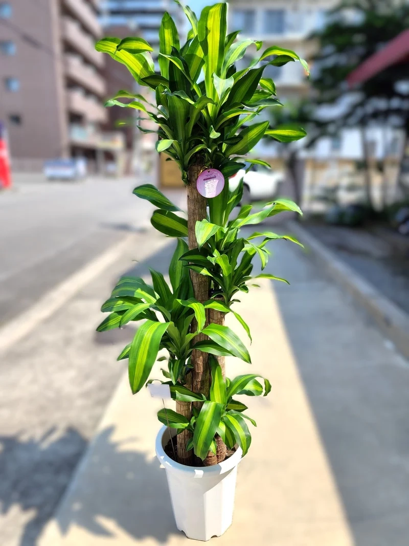 Không gian xanh thiết mộc lan trong nhà