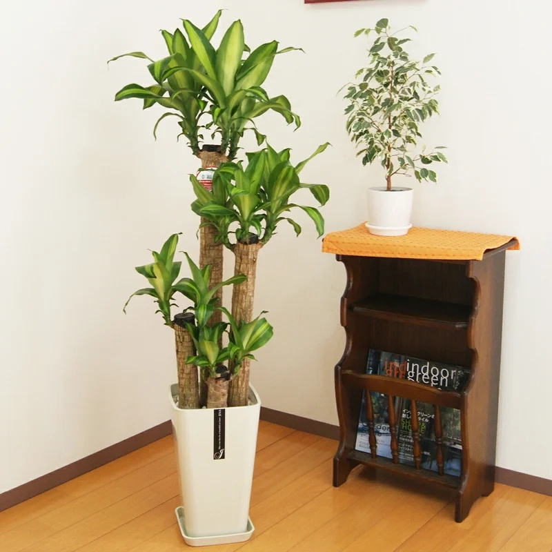 Thu hút may mắn với thiết mộc lan phong thủy