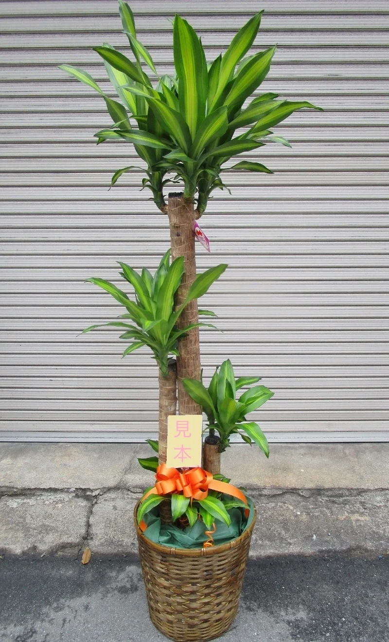 Góc đẹp thiết mộc lan ảnh đẹp