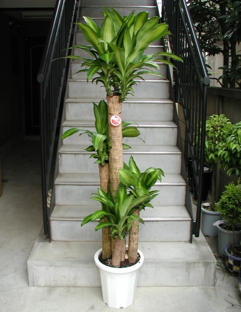 Hiện đại và sang trọng thiết mộc lan nội thất hiện đại