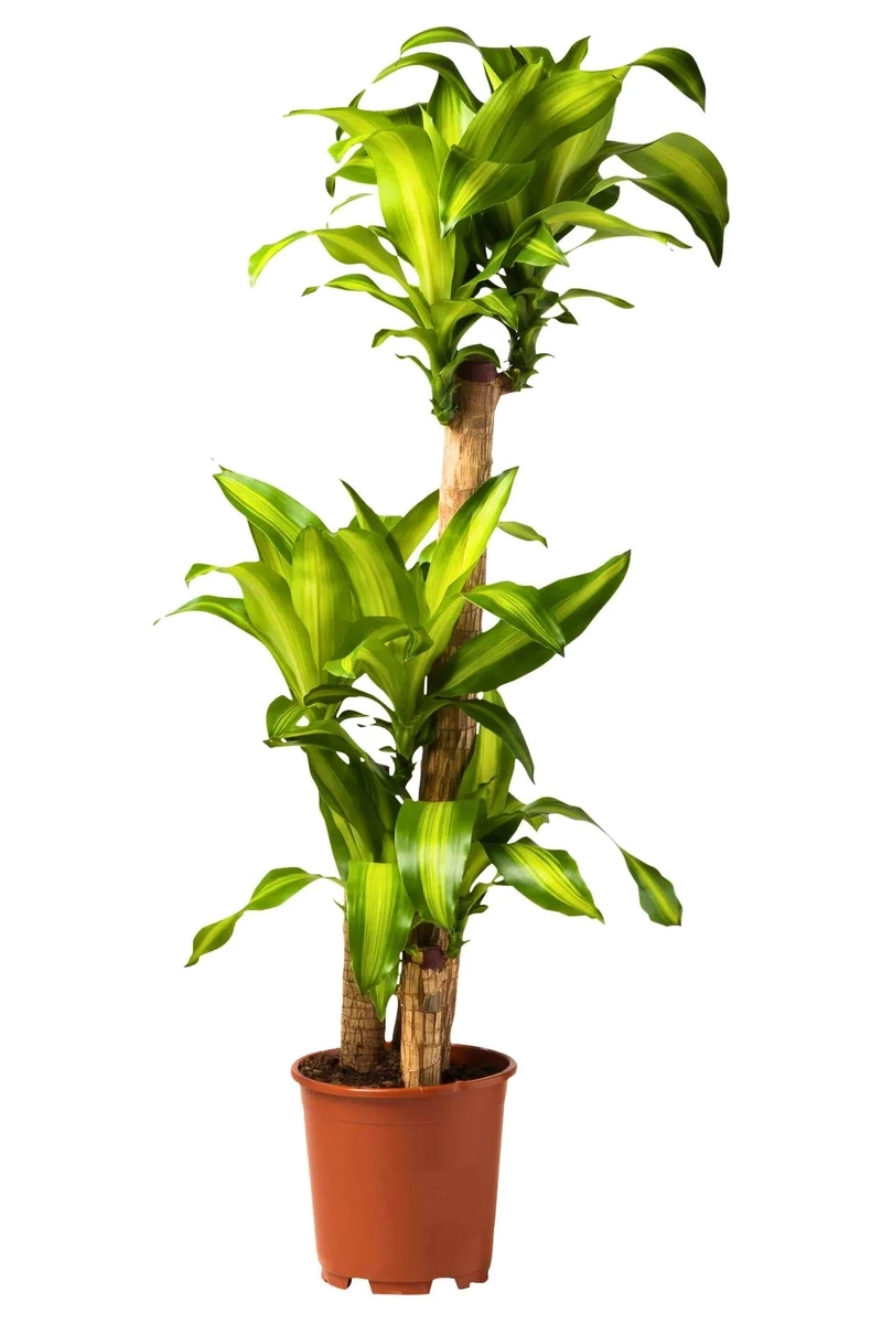 Không gian làm việc xanh thiết mộc lan văn phòng