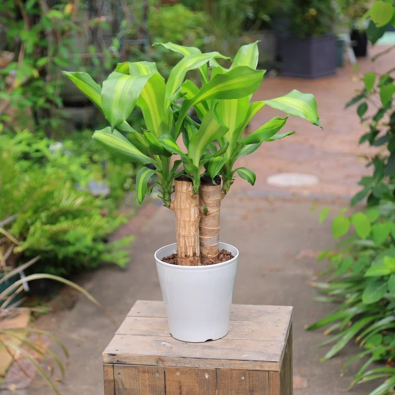 Trang trí tinh tế thiết mộc lan decor nhà