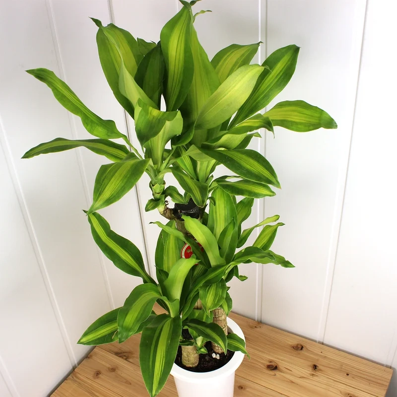 Tối giản nhưng đẹp thiết mộc lan phong cách tối giản