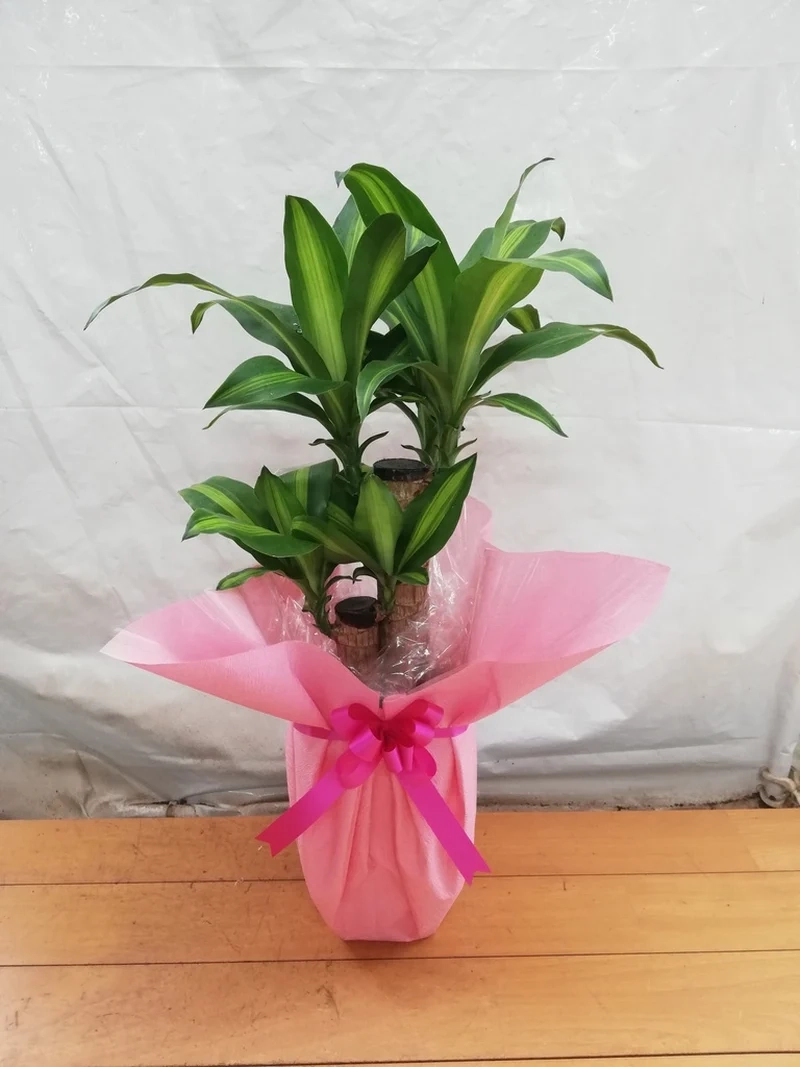 Ánh sáng rực rỡ thiết mộc lan ánh sáng tự nhiên