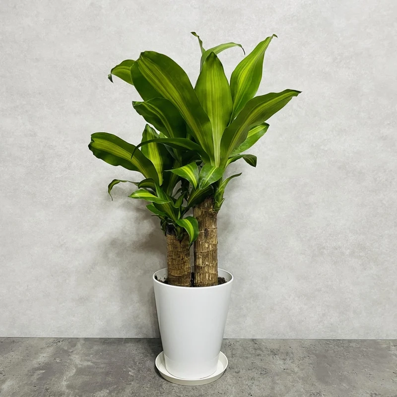 Không gian sống xanh thiết mộc lan không gian sống