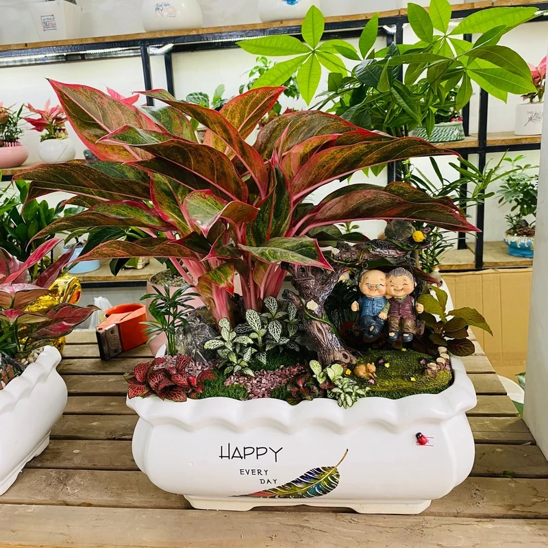 Thêm sức sống cho không gian với tiểu cảnh cây phong thủy đẹp