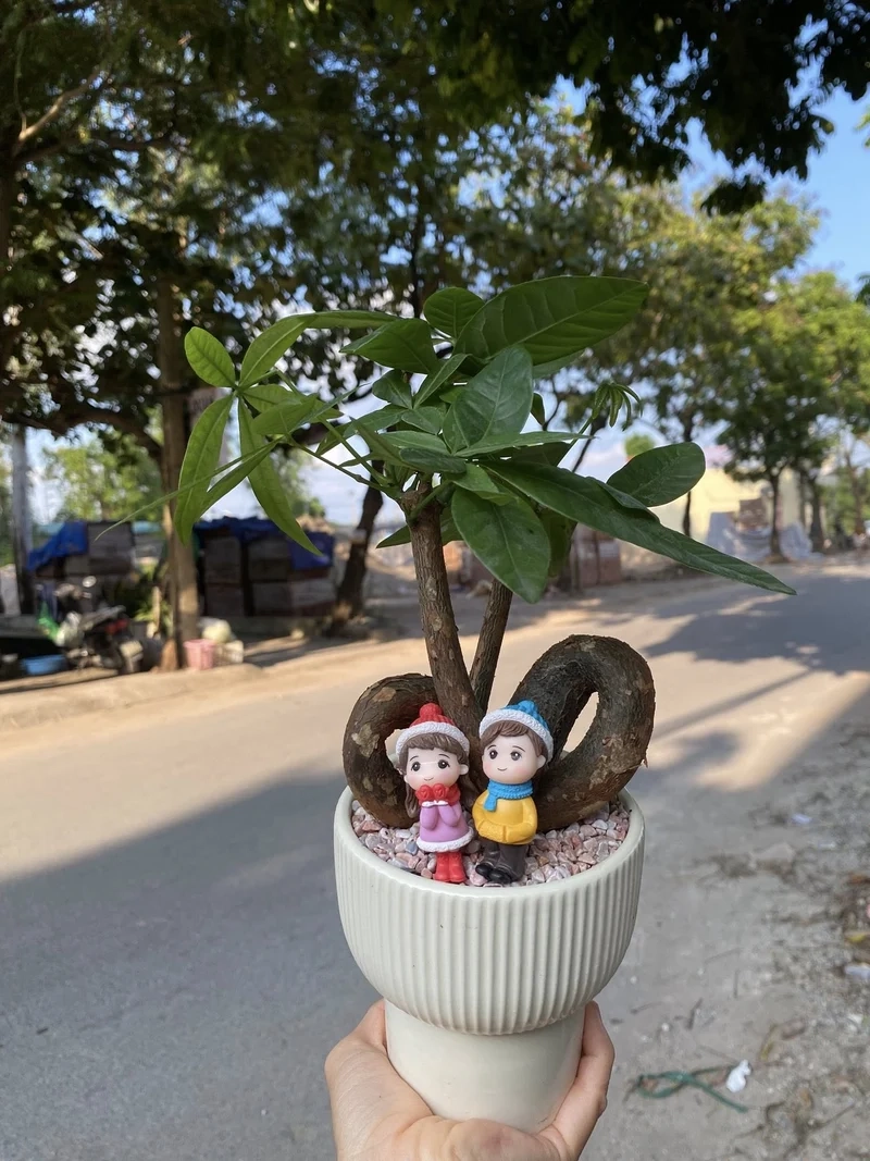 Khoảnh khắc thiên nhiên qua tiểu cảnh cây phong thủy chụp ảnh