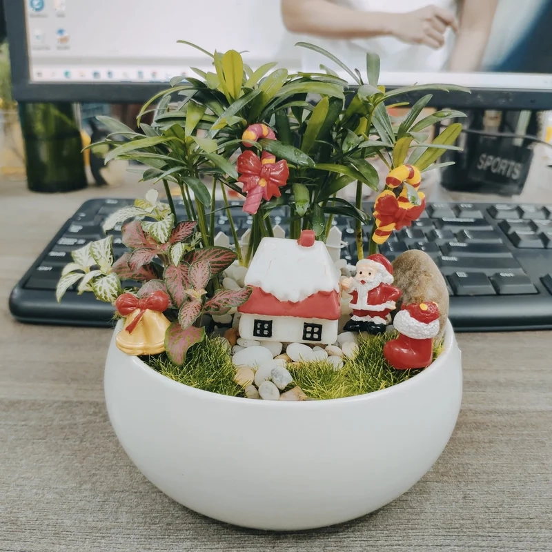 Mẫu mã phong phú cùng tiểu cảnh cây phong thủy mẫu đẹp