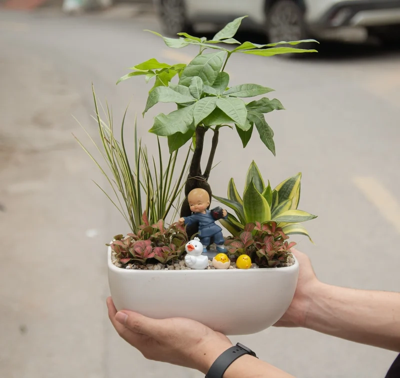 Không gian nhỏ thêm sinh động với tiểu cảnh cây phong thủy không gian nhỏ