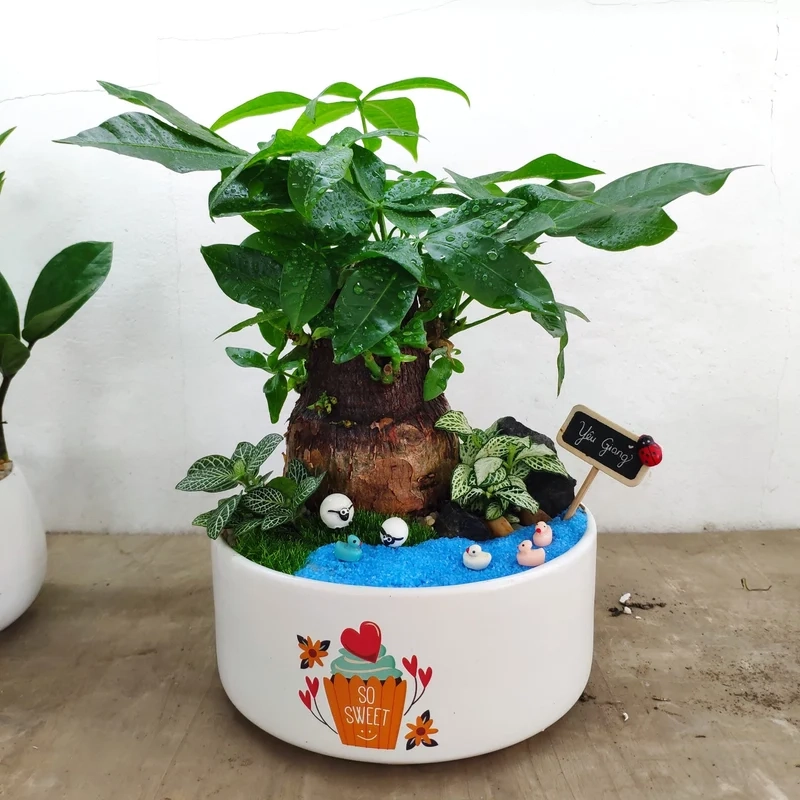 Bố cục hoàn hảo cùng tiểu cảnh cây phong thủy bố cục đẹp