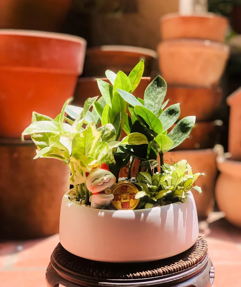 Trang trí nổi bật với tiểu cảnh cây phong thủy ảnh trang trí