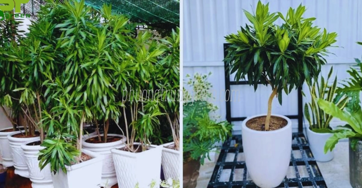 Ảnh cận cảnh đặc điểm Cây Trúc Bách Hợp với lá dài xanh bóng, mọc đều và ôm thân mềm mại