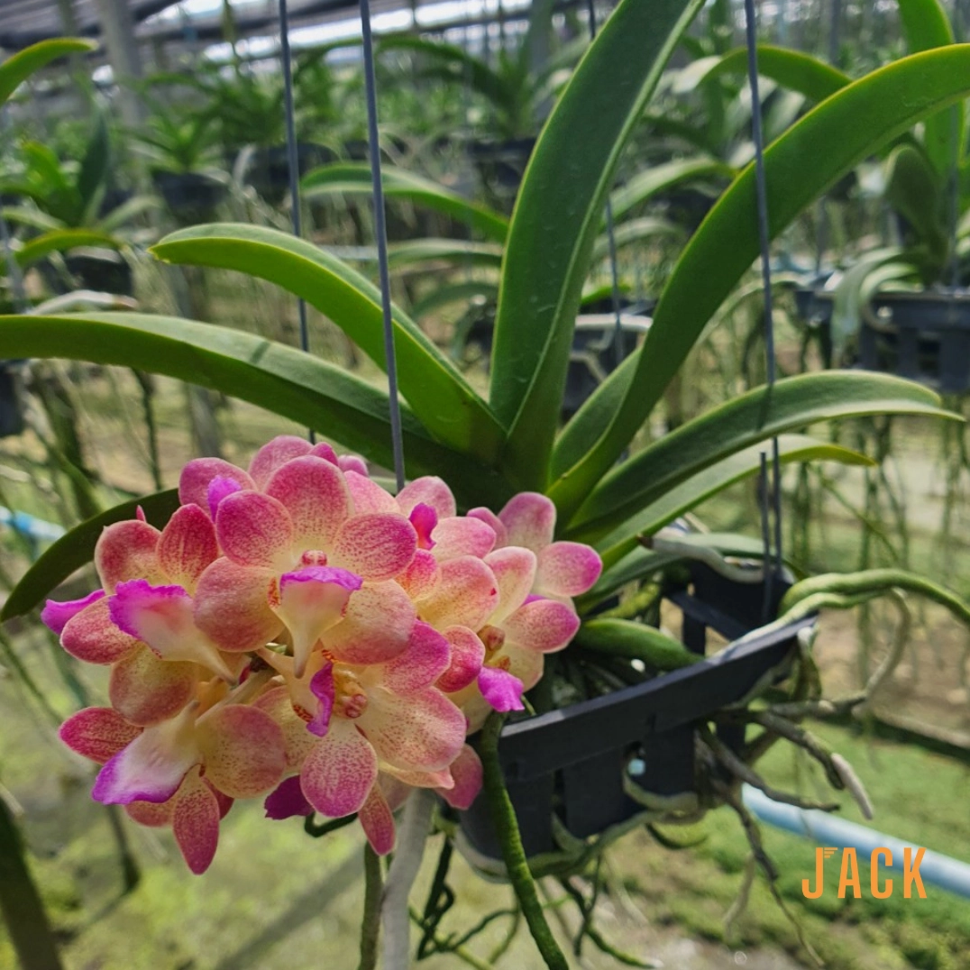 Ảnh cận cảnh Hoa Lan Ngọc Điểm hồng gấm với họa tiết cánh hoa tinh xảo và màu sắc cuốn hút