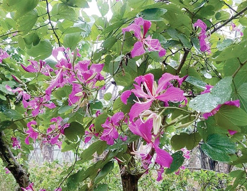Ảnh cây hoa ban đỏ cho thấy vẻ đẹp dịu dàng của tán lá và cụm hoa nở theo mùa