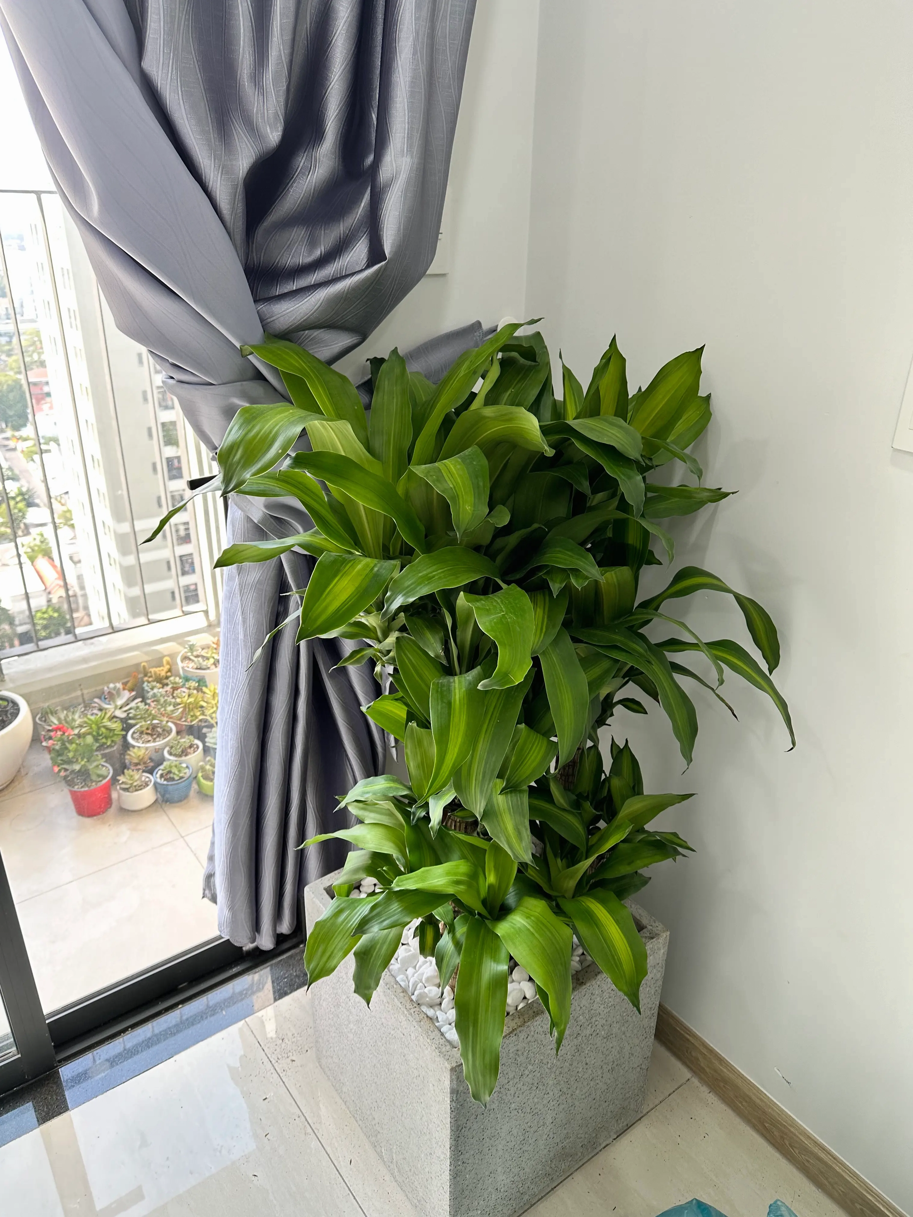 Ảnh cây phát tài khúc với lá xanh vươn cao trong bố cục tự nhiên