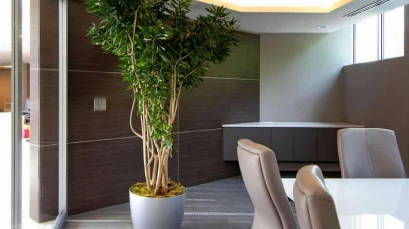 Ảnh đẹp Cây Trúc Bách Hợp với sắc lá đan xen và dáng bụi mềm, thích hợp làm hình nền thiên nhiên
