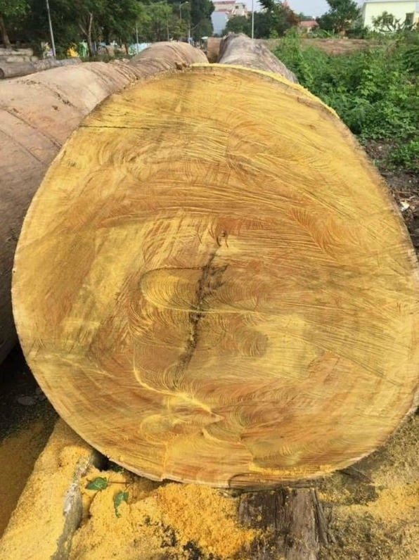Ảnh gỗ tự nhiên dạng dọc với màu sắc ấm và bối cảnh giản dị
