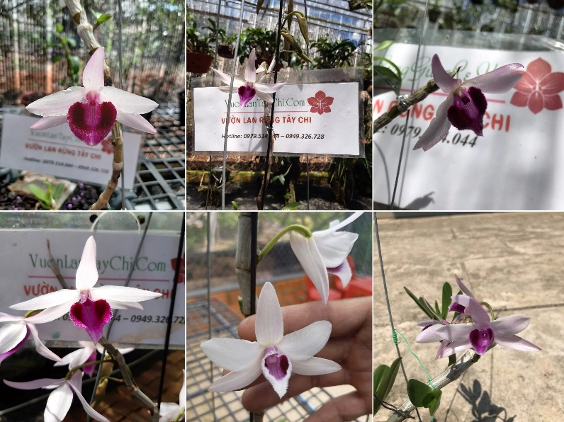 Ảnh Hoa Lan Ngọc Điểm trong góc chụp gần làm nổi bật từng bông nhỏ kết thành chuỗi hoa duyên dáng