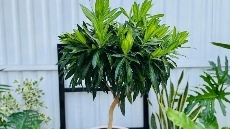 Ảnh hướng dẫn chăm sóc Cây Trúc Bách Hợp để giữ tán lá xanh sạch và cân đối quanh năm
