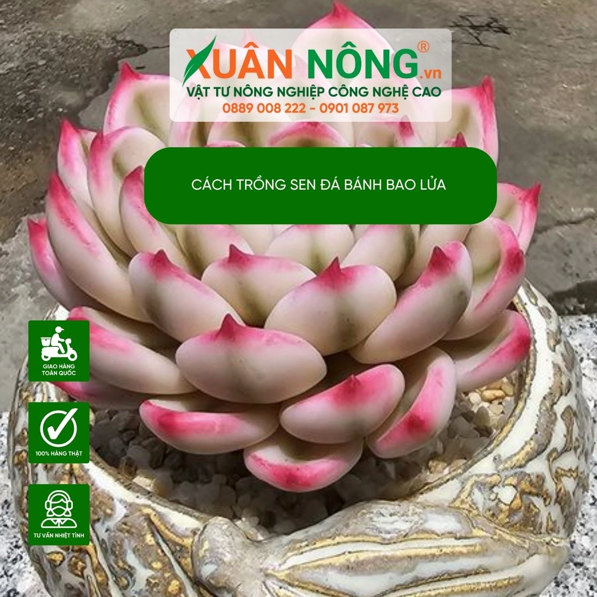 Ảnh hướng dẫn trồng sen đá bánh bao lửa với tán lá xanh phấn và dáng cây nhỏ xinh trong chậu
