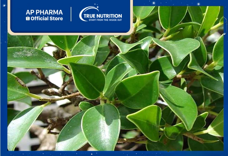 Ảnh minh họa Cây Gừa với giá trị dược liệu và dáng cây xanh mát trong bài viết tham khảo thực vật