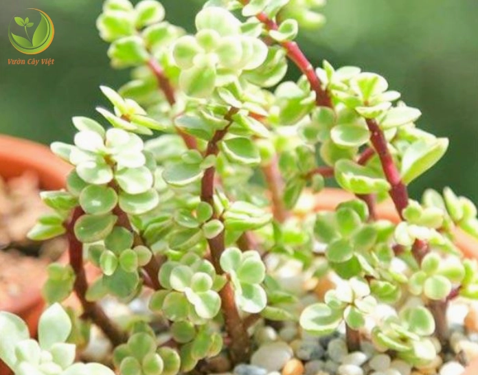 Ảnh mô tả đặc điểm Sen Đá Đô La Trắng với lá mọng tròn và sắc xanh dịu