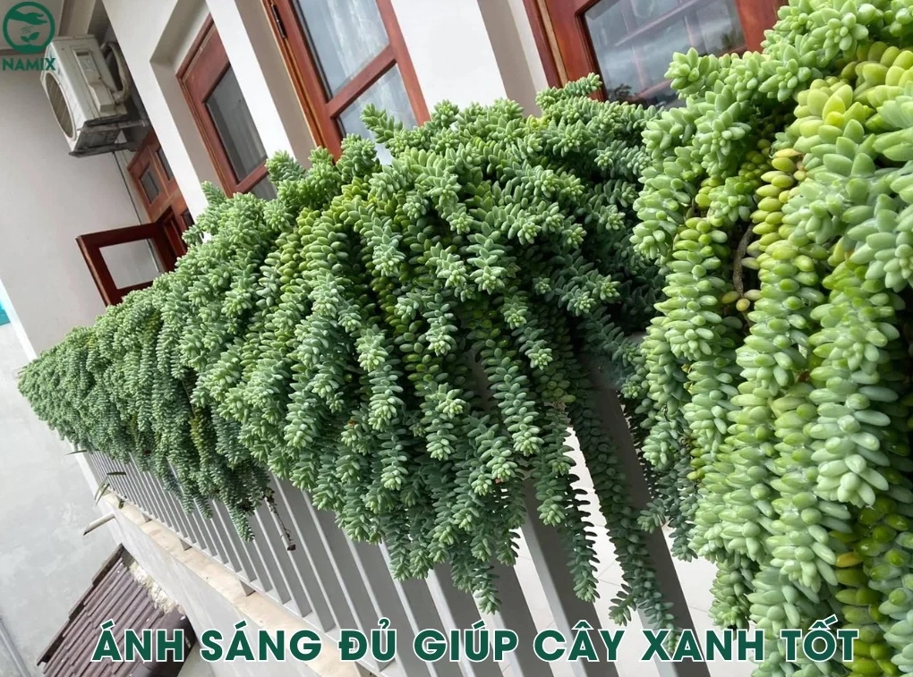 Ánh sáng đầy đủ giúp Sen Đá Cỏ Ngọc phát triển xanh khỏe và giữ dáng đẹp