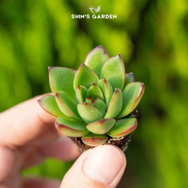 Ảnh sen đá viền lửa sắc nét với cụm lá mọng nước và viền đỏ như ngọn lửa bao quanh tán cây