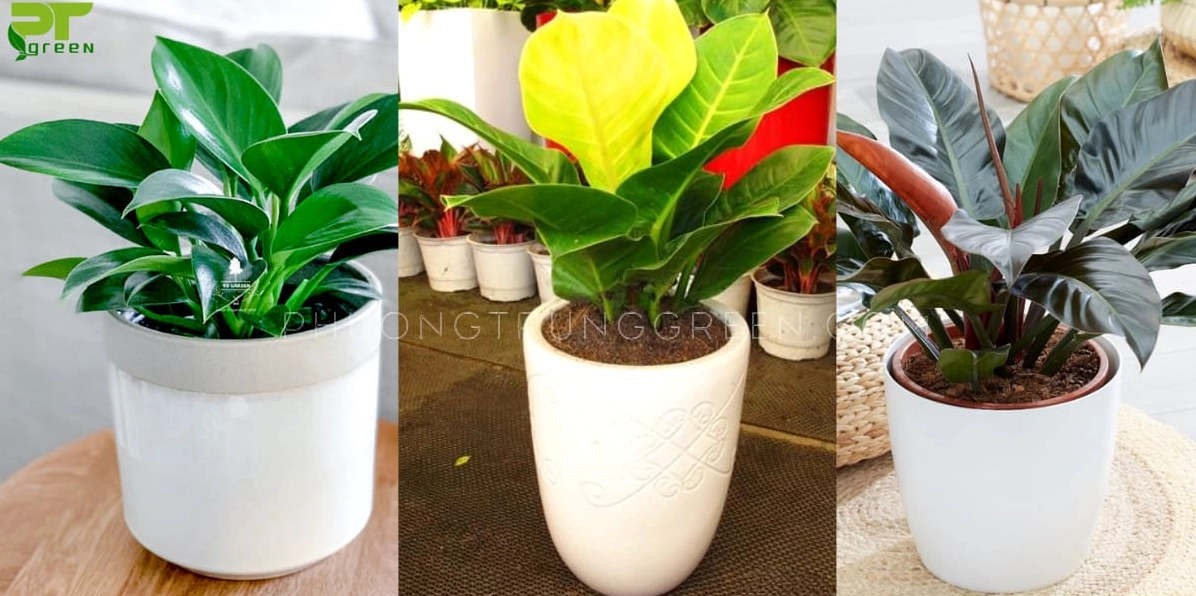 Ba loại trầu bà đế vương được sắp đặt cùng nhau để so sánh màu sắc và dáng lá trong cùng một khung hình