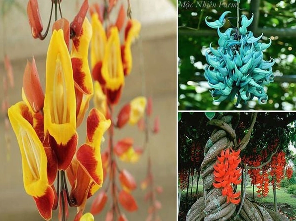 Ba sắc Hoa móng cọp phổ biến cùng xuất hiện cho thấy sự đa dạng đầy mê hoặc của loài dây leo này