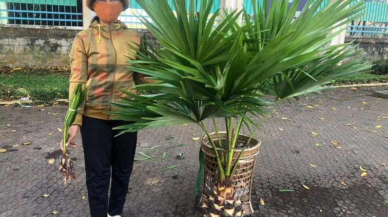 Bản lá to của cây cọ tạo cảm giác che chở và bảo vệ cho không gian gia đình