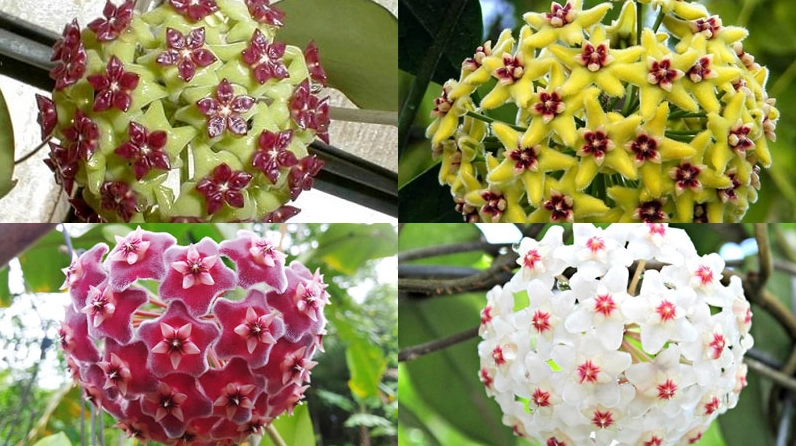 Bảng màu Hoa cẩm cù nổi bật với các sắc trắng, hồng, đỏ và những chuyển màu tinh tế trên từng chùm hoa