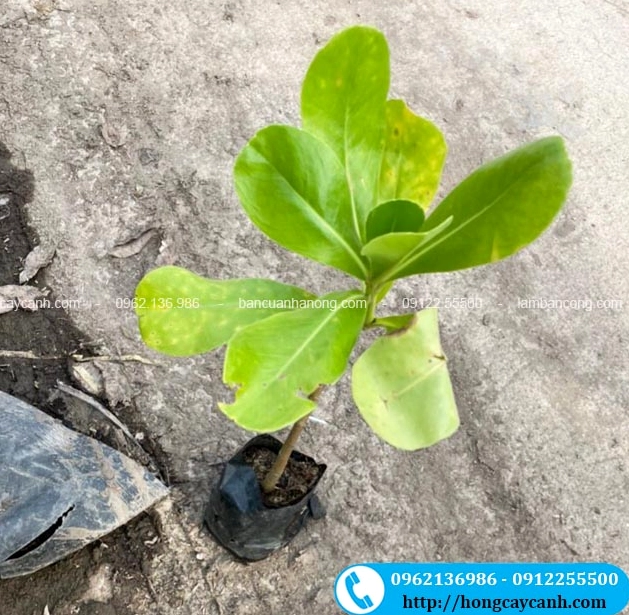 Bầu cây Phong Ba khỏe mạnh với bộ rễ được giữ ổn định sẵn sàng cho việc trồng mới