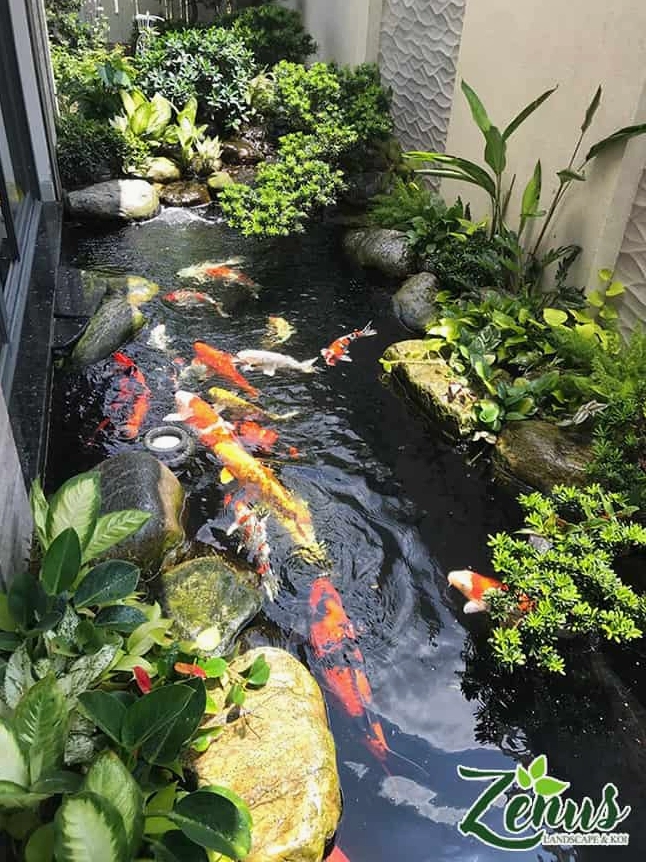 Bể cá Koi ngoài trời đặt giữa khu vườn xanh với mặt nước rộng và viền đá tự nhiên