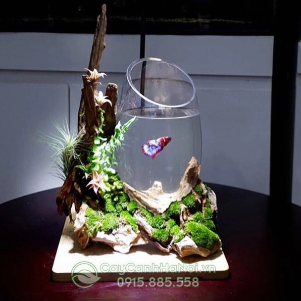 Bể cá tiểu cảnh mini kết hợp nước trong, cá nhỏ và cây xanh tạo cảnh quan sinh động