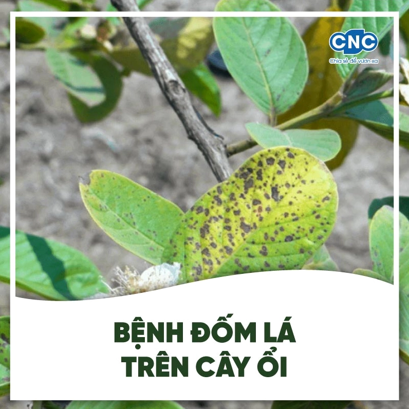 Bệnh đốm lá trên cây ổi cho thấy các mảng tổn thương làm suy giảm vẻ tươi khỏe của lá