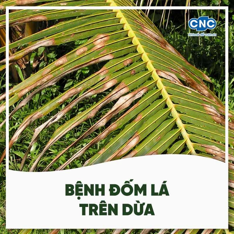 Bệnh đốm lá trên dừa với vùng lá bị tổn thương cho thấy dấu hiệu suy yếu của cây