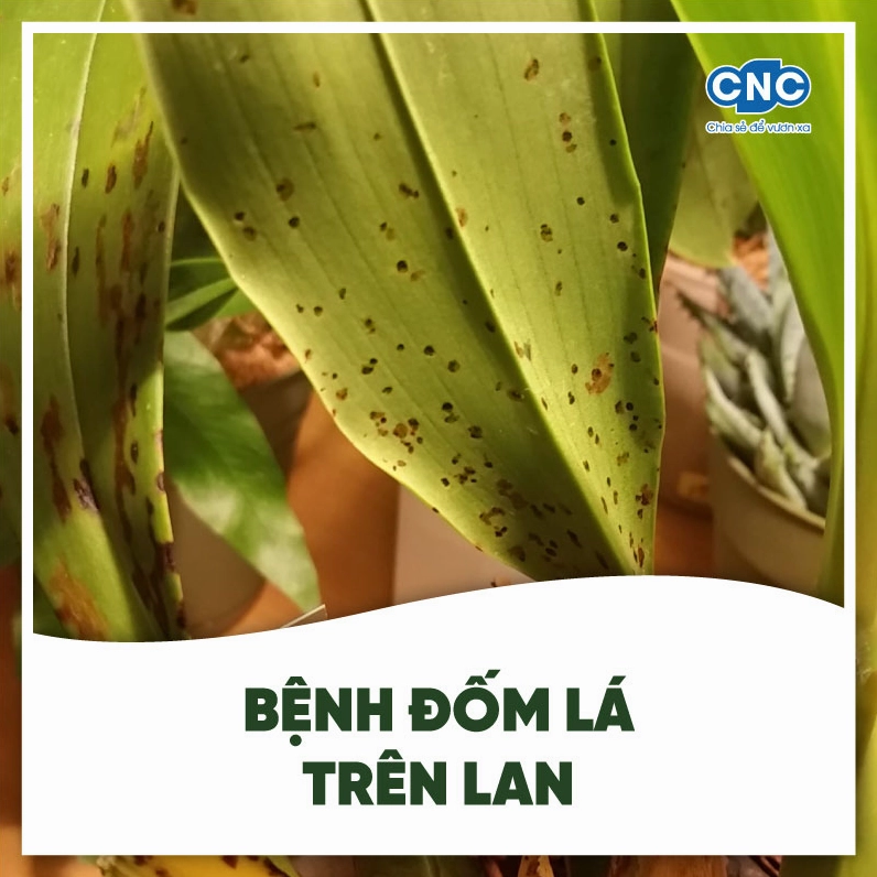 Biểu hiện bệnh đốm lá trên lan với vết bệnh loang tròn và bề mặt lá bị ảnh hưởng