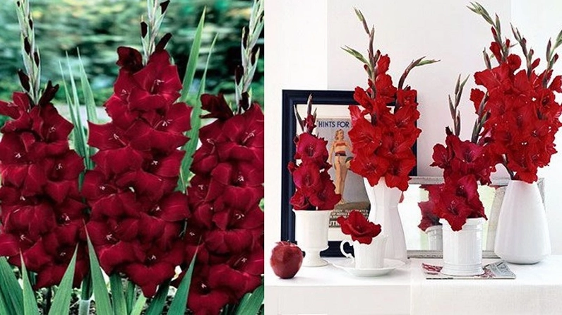 Bình Hoa Lay Ơn bố trí để bàn với màu hoa tươi sáng, giúp căn phòng thêm bừng nắng và sinh động