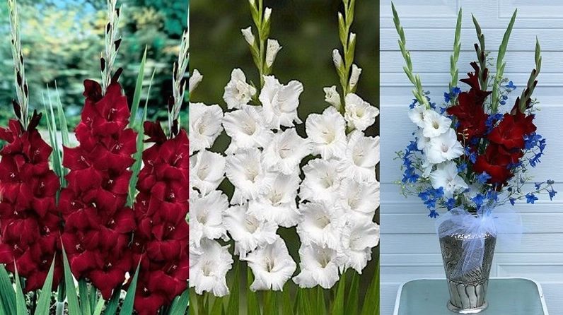 Bình Hoa Lay Ơn phối màu trắng và đỏ hài hòa, nổi bật vẻ cao sang xen lẫn đam mê rực rỡ