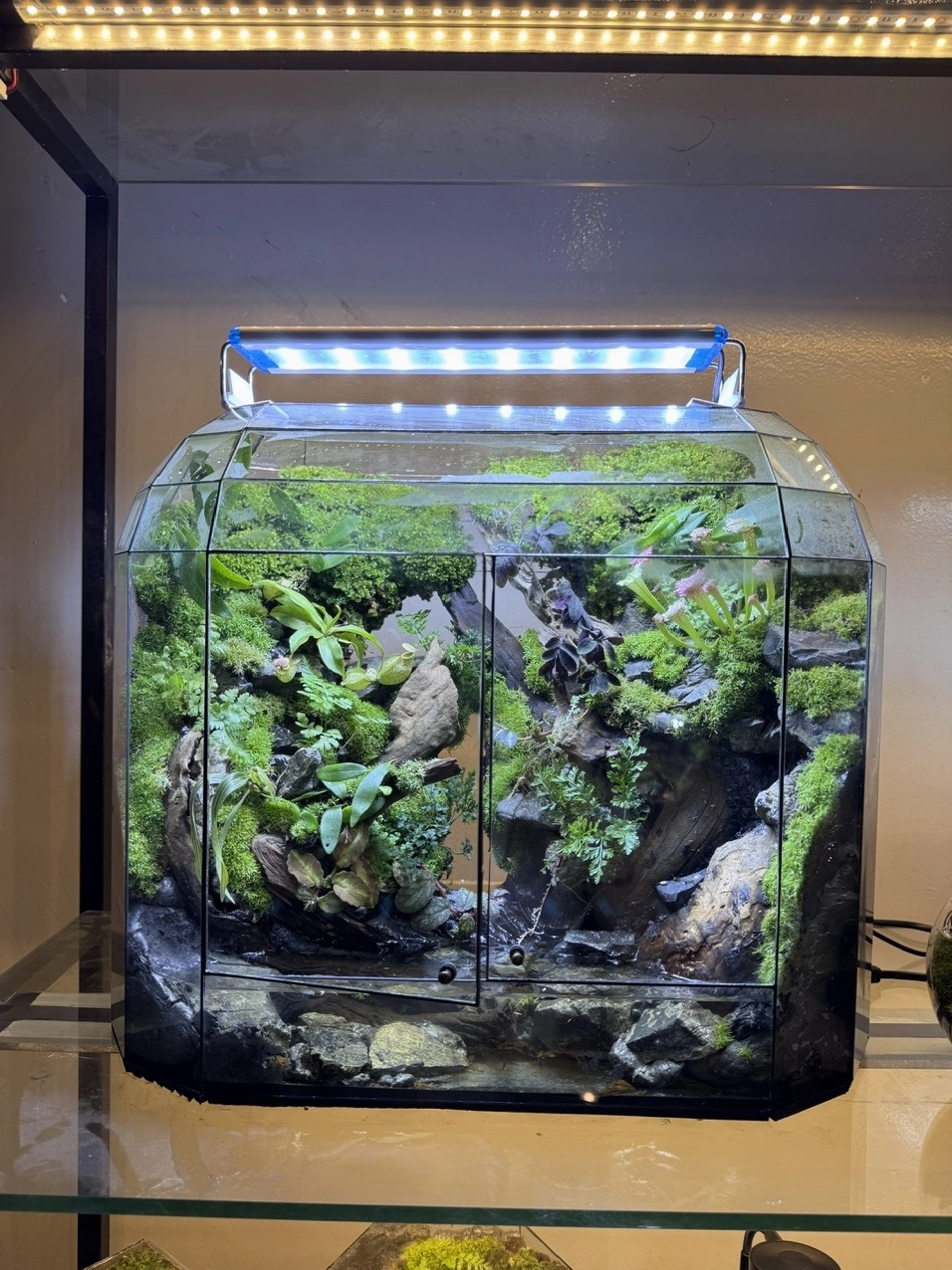 Bình terrarium rừng thu nhỏ với thảm rêu xanh tạo chiều sâu cho cảnh quan mini