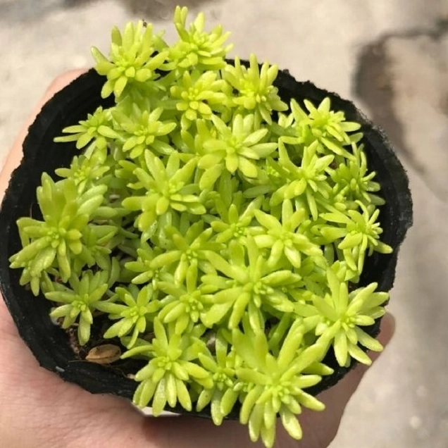 Bộ ảnh sen đá sedum được ưa chuộng với các cụm lá mọng nước xếp thành mảng xanh tươi